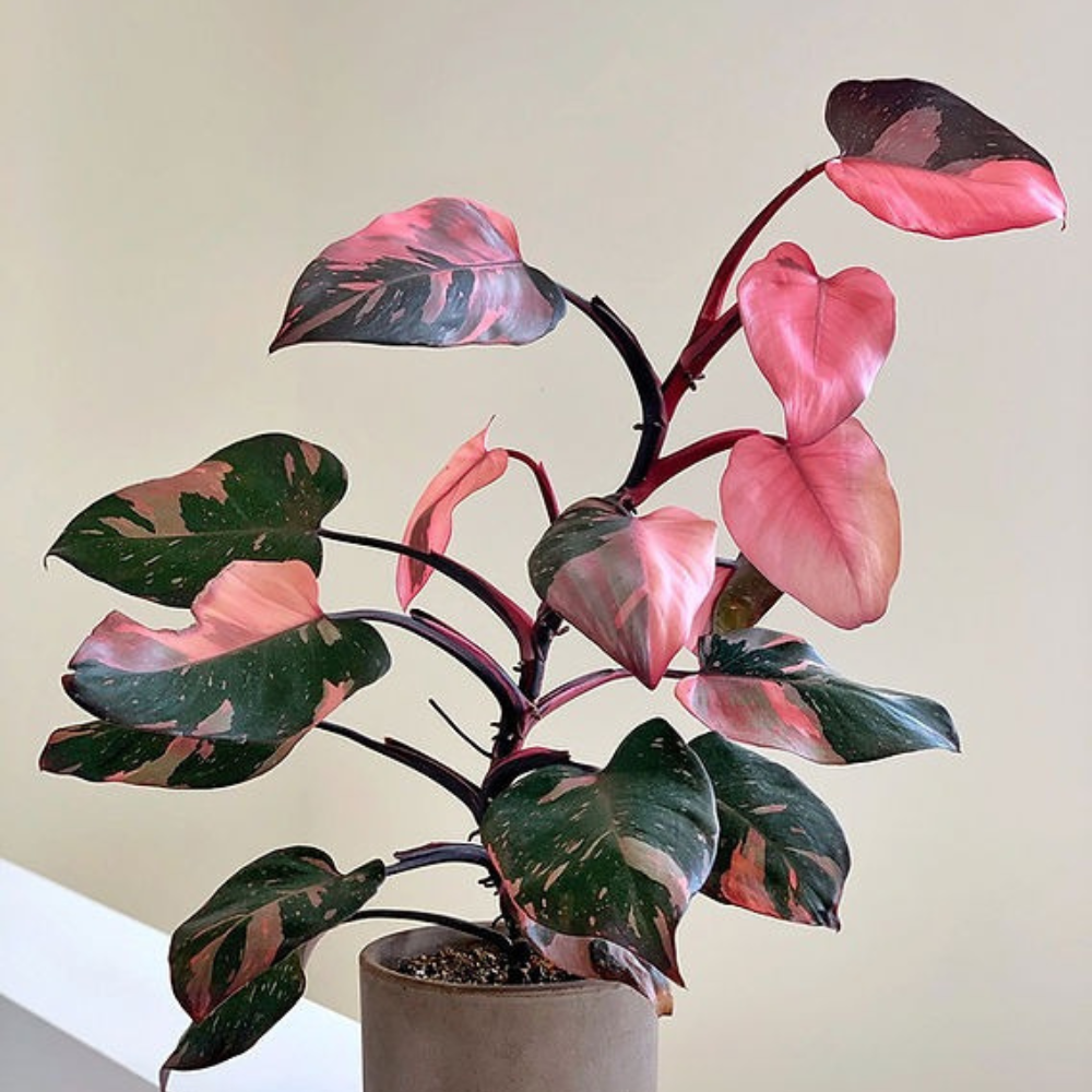 Monstera & Pink Princess Arrived today