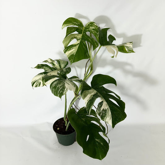 Monstera Variegated Albo Plant With POT