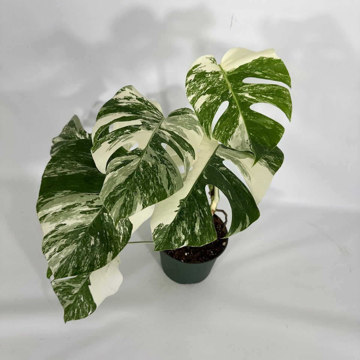 Monstera Albo High Variegated Plant