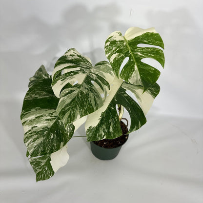 Monstera Albo High Variegated Plant