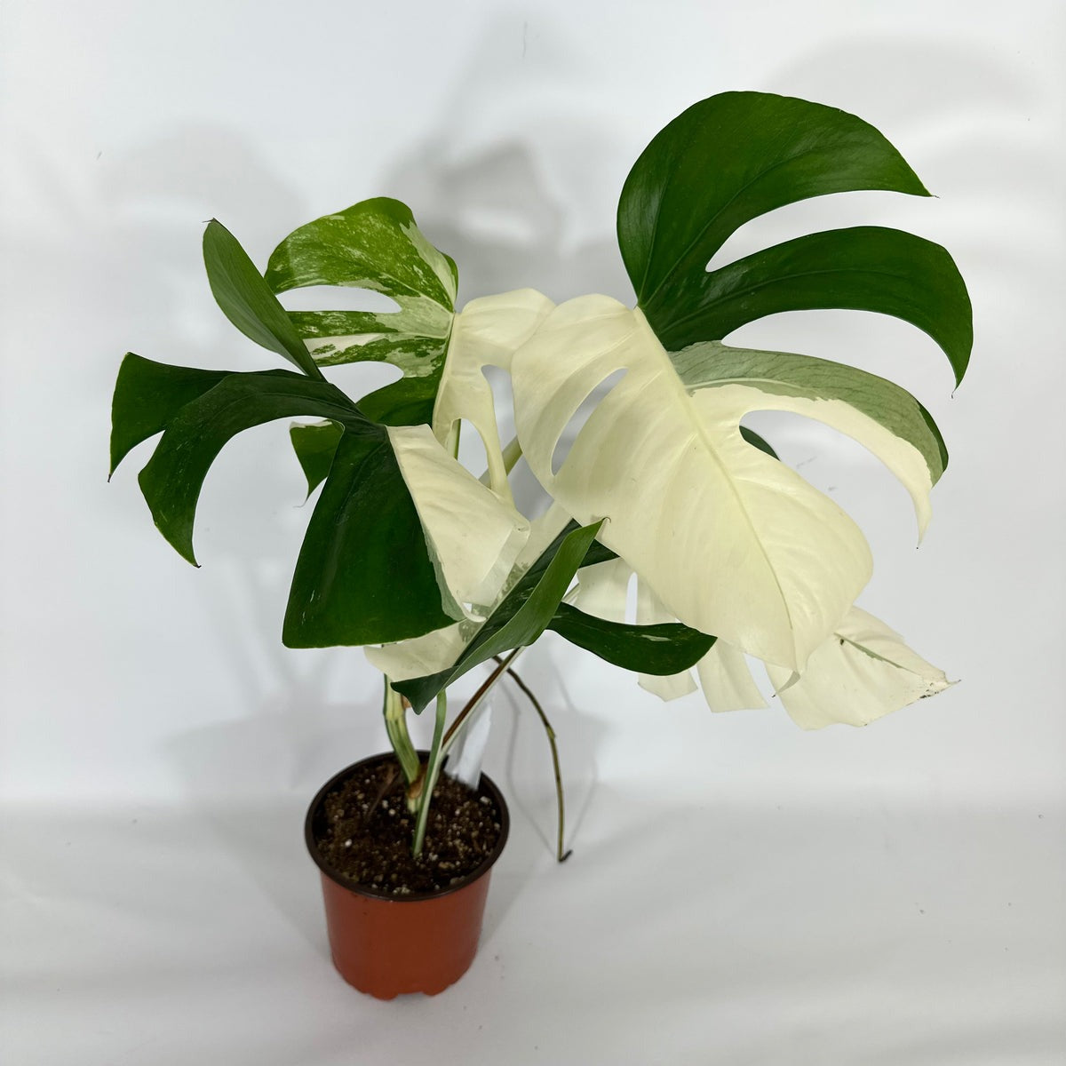 Monstera Albo High Variegated Plant