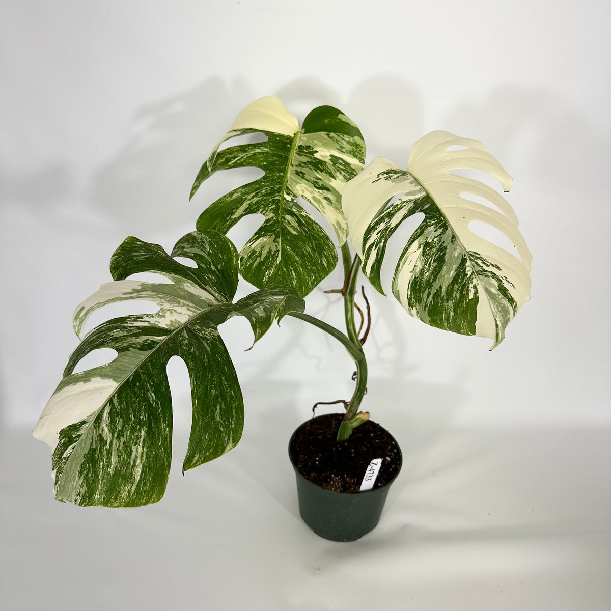 Monstera Albo High Variegated Plant