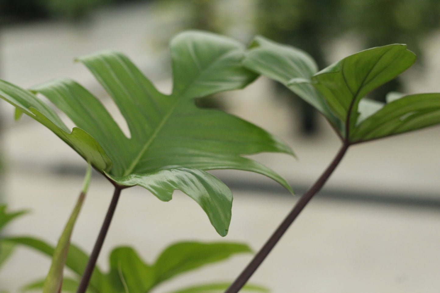 Philodendron Pedatum Live Plant with Pot