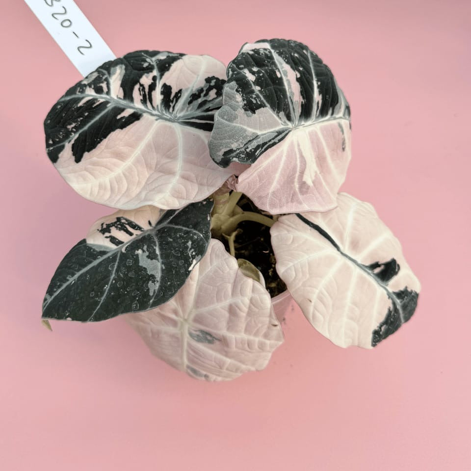 Alocasia Black Velvet Pink Variegated Corm Plants