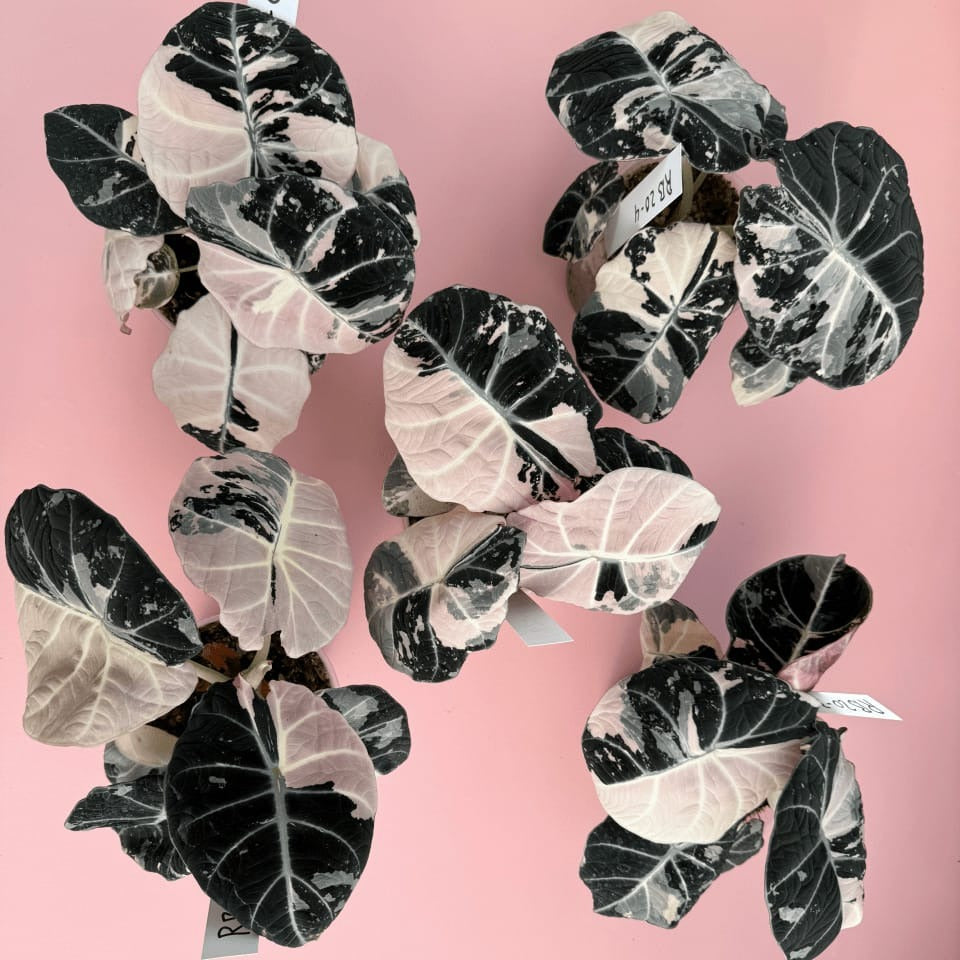 Alocasia Black Velvet Pink Variegated Corm Plants