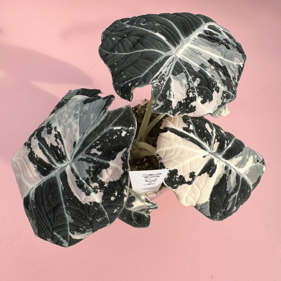 Alocasia Black Velvet Pink Variegated Corm Plants