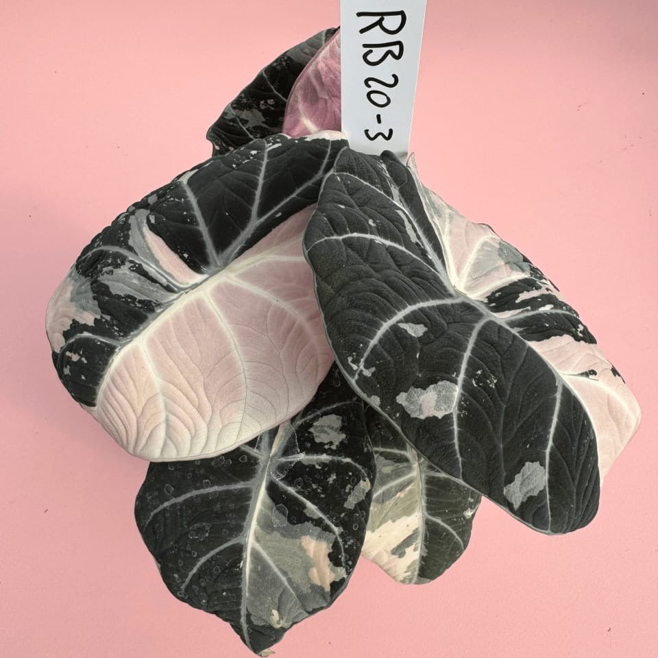 Alocasia Black Velvet Pink Variegated Corm Plants