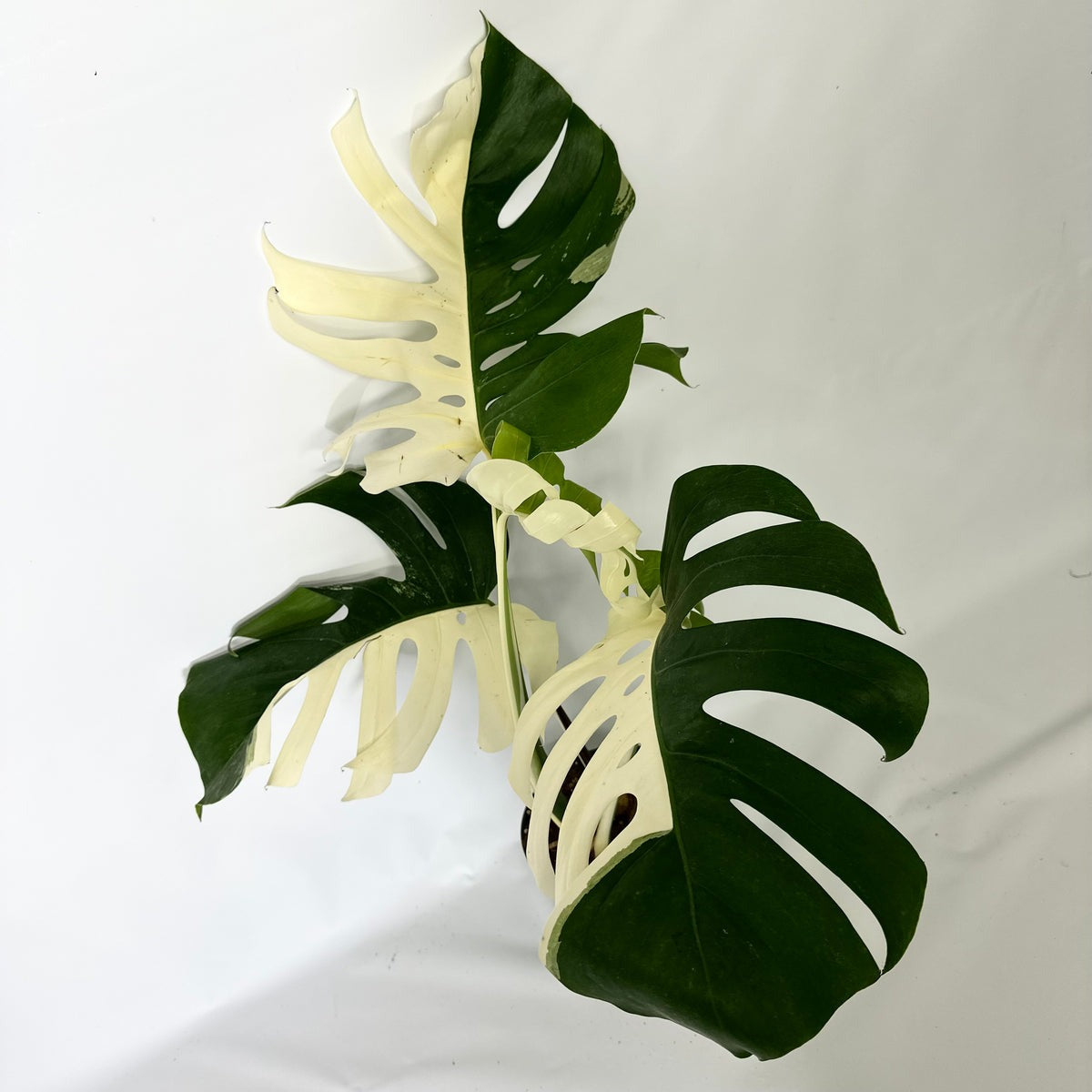 Monstera Albo High Variegated Plant