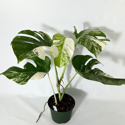 Monstera Albo High Variegated Plant
