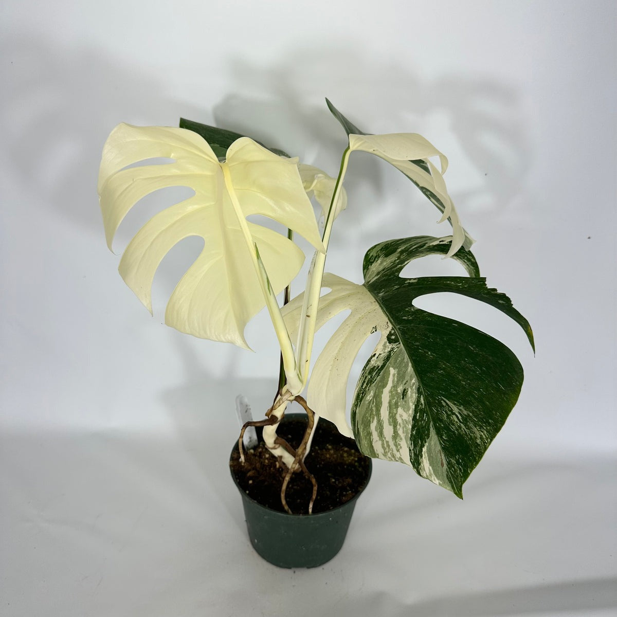 Monstera Albo High Variegated Plant