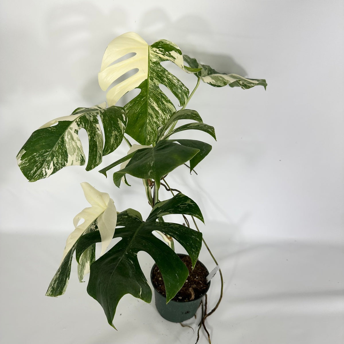 Monstera Albo High Variegated Plant