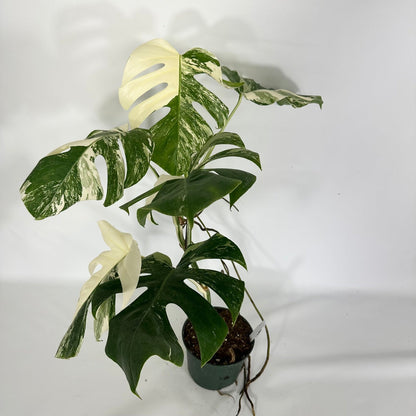 Monstera Albo High Variegated Plant