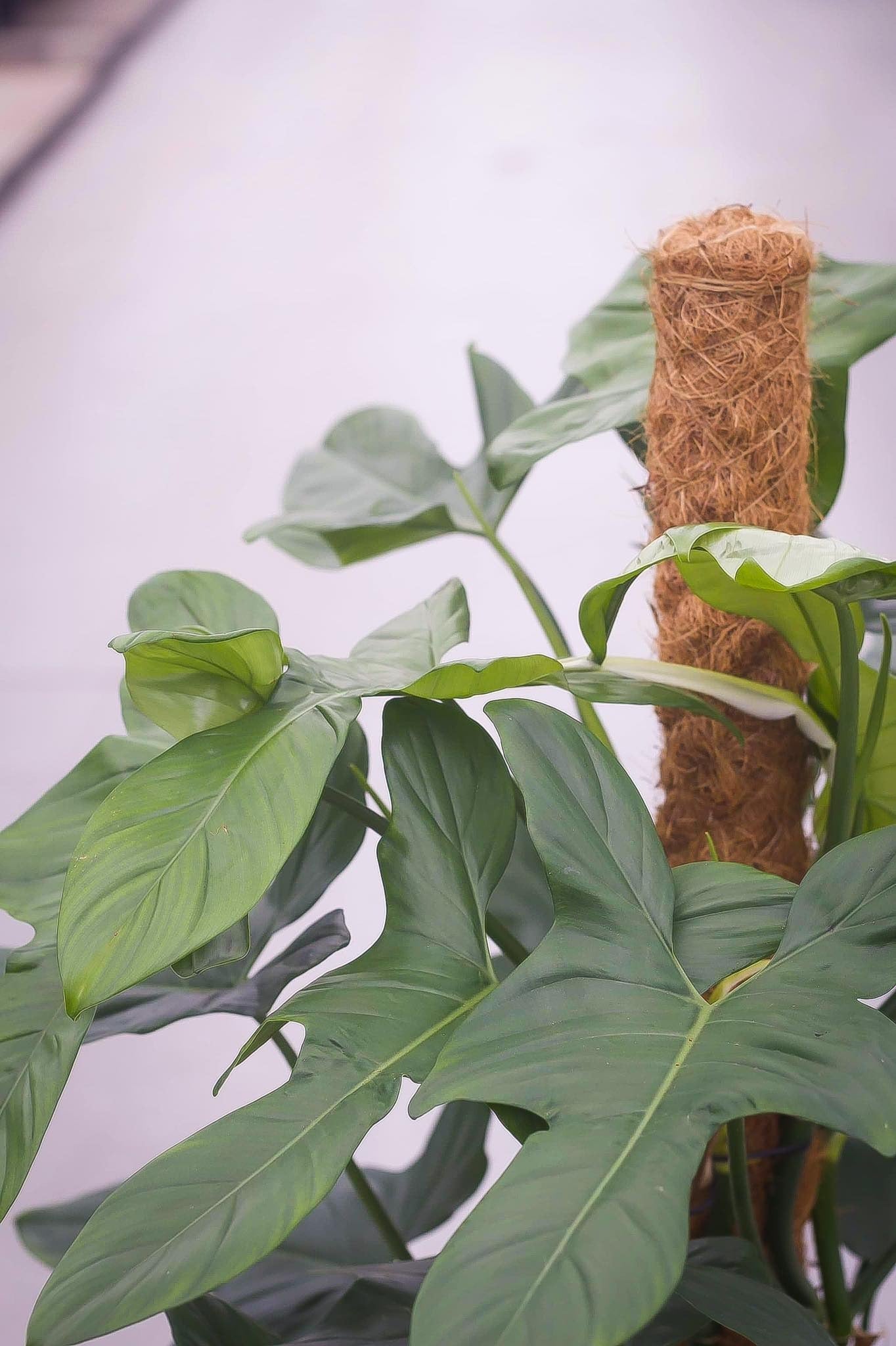 Philodendron Bipennifolium 120cm Live Plant with pot