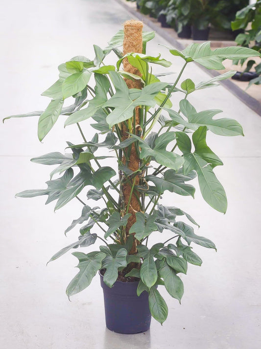 Philodendron Bipennifolium 120cm Live Plant with pot