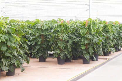 Monstera Deliciosa 180cm Live Plant with Pot