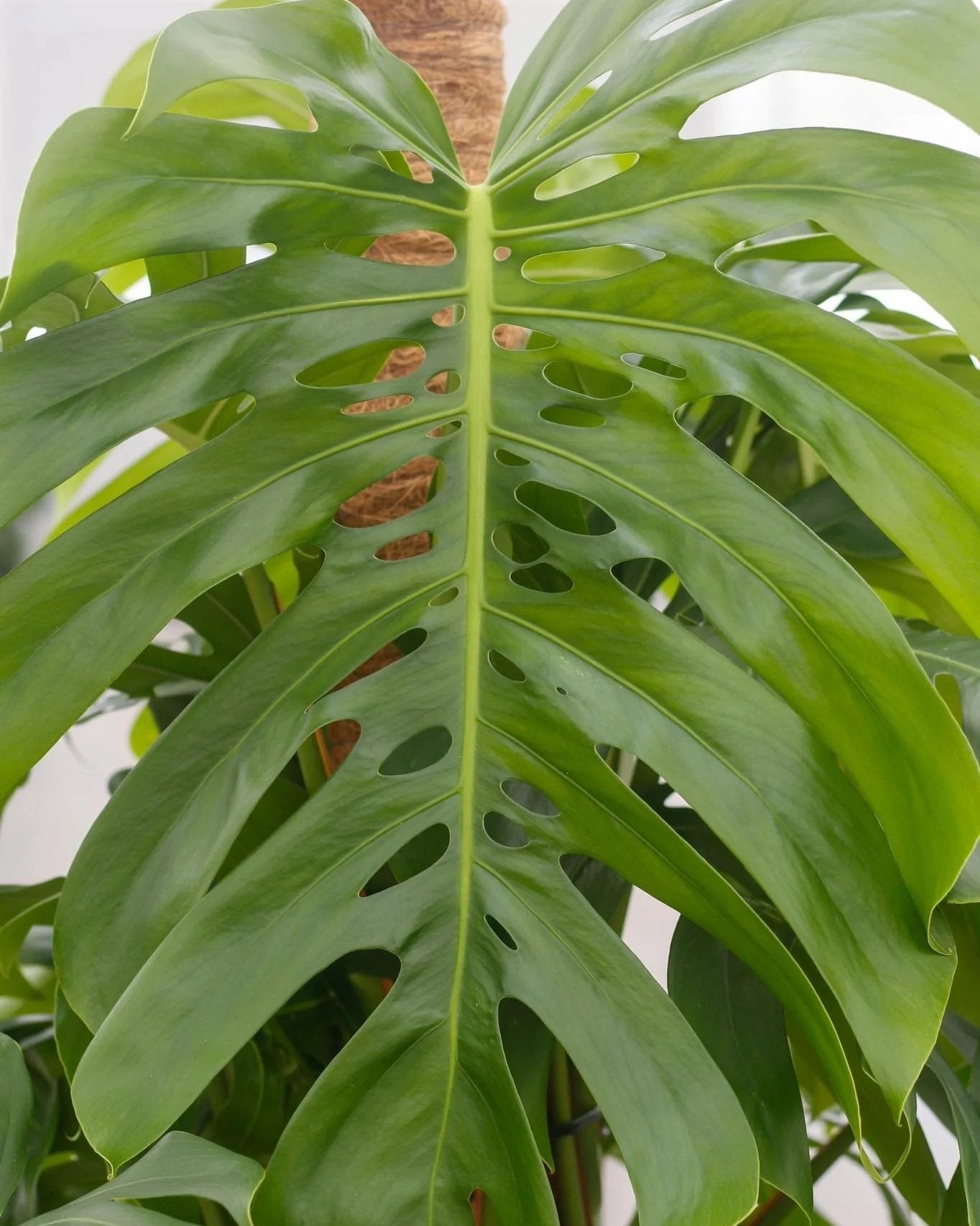 Monstera Deliciosa 180cm Live Plant with Pot