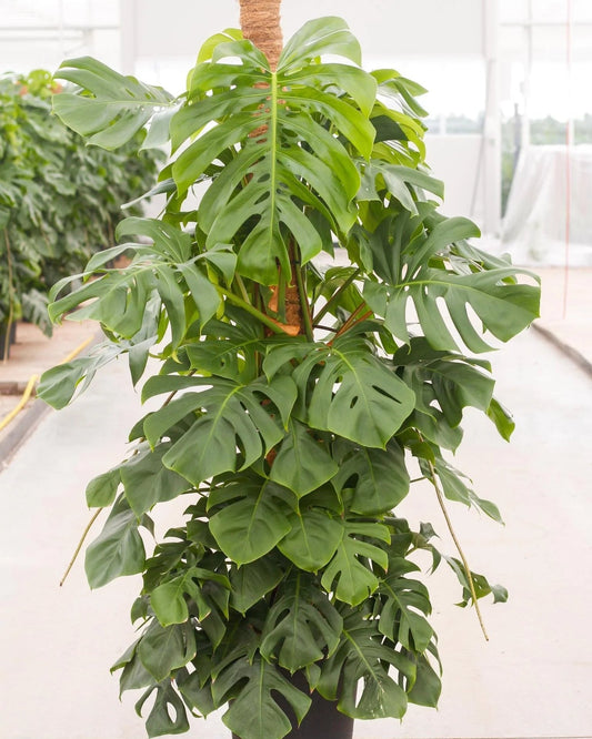Monstera Deliciosa 180cm Live Plant with Pot
