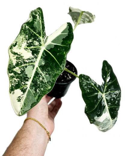 Alocasia Frydek Variegata Plant with Pot