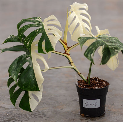 Monstera Variegated Albo Plant With POT