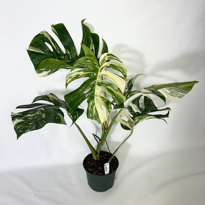Monstera Albo High Variegated Plant