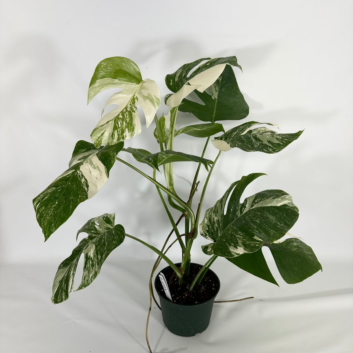 Monstera Albo High Variegated Plant