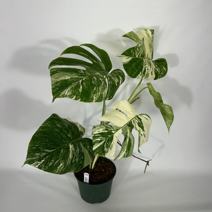 Monstera Variegated Albo Plant With POT