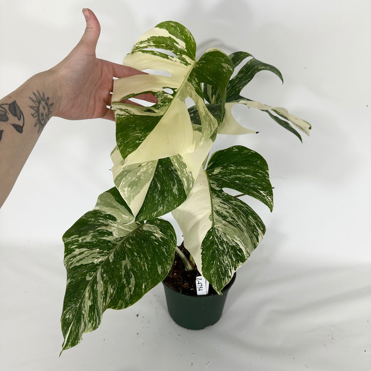 Monstera Variegated Albo Plant With POT