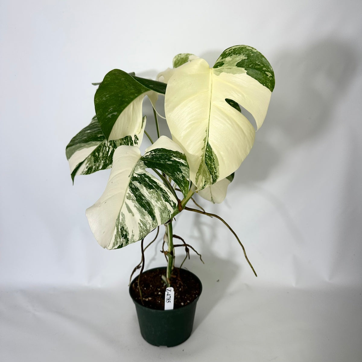 Monstera Variegated Albo Plant With POT