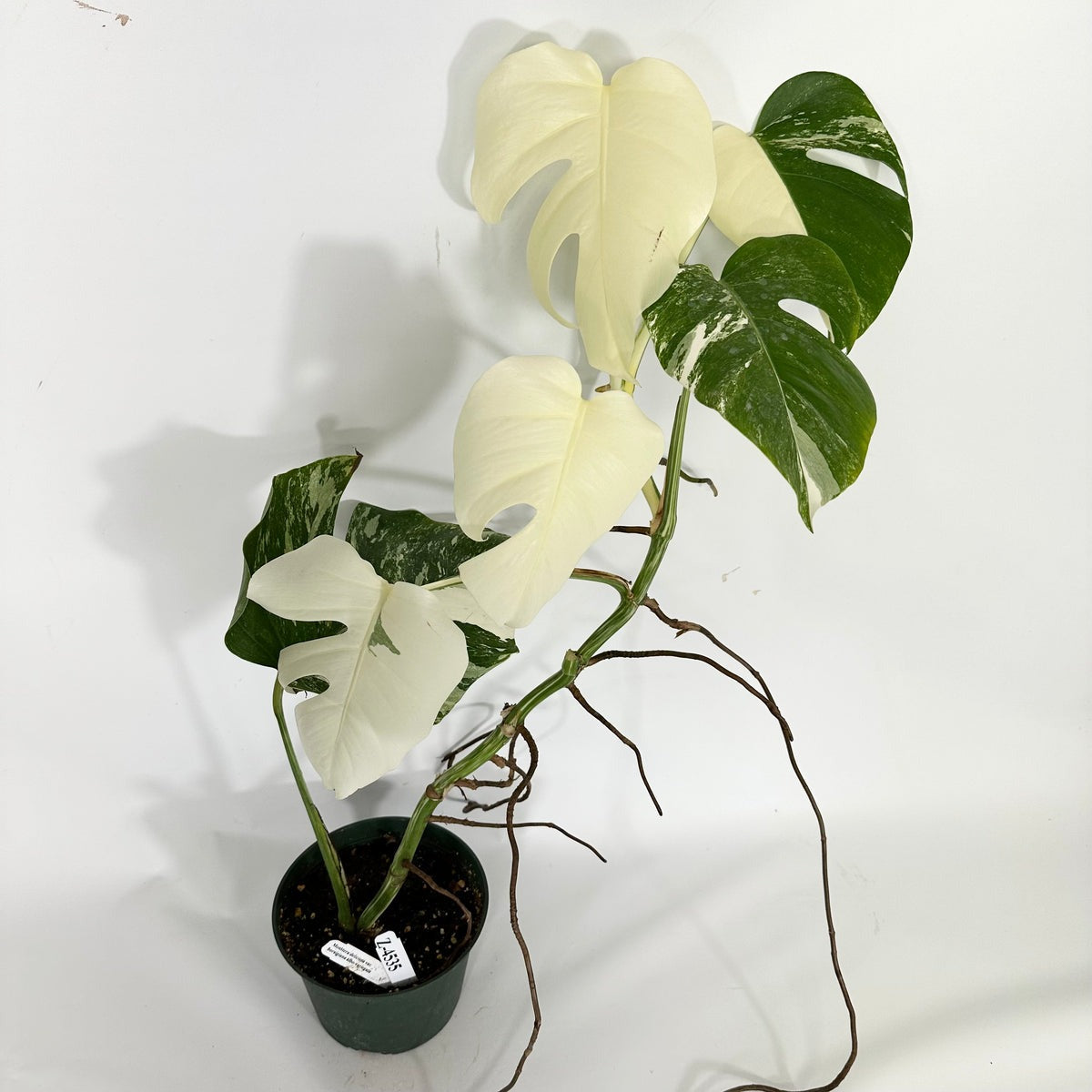 Monstera Variegated Albo Plant With POT