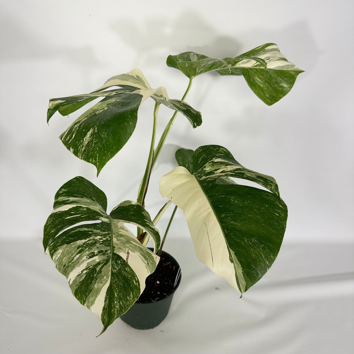 Monstera Variegated Albo Plant With POT