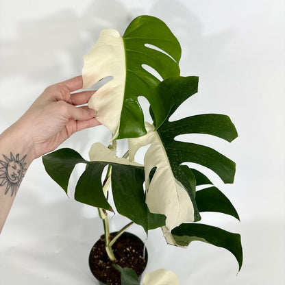 Monstera Variegated Albo Plant With POT