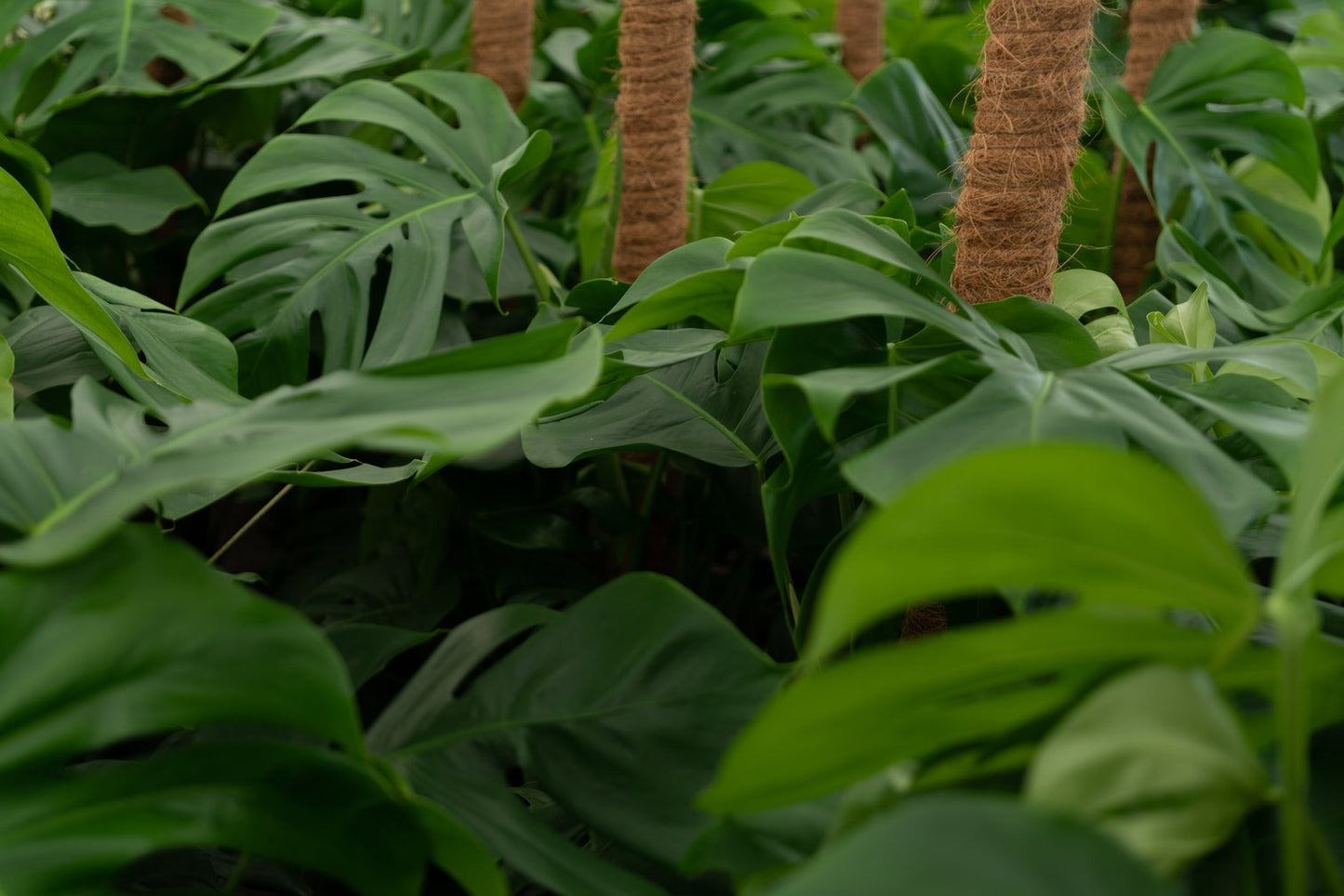 Monstera Deliciosa 120cm Live Real Plant With Pot