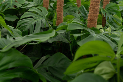 Monstera Deliciosa 120cm Live Real Plant With Pot
