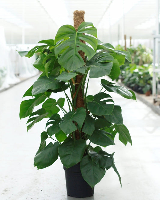 Monstera Deliciosa 120cm Live Real Plant With Pot