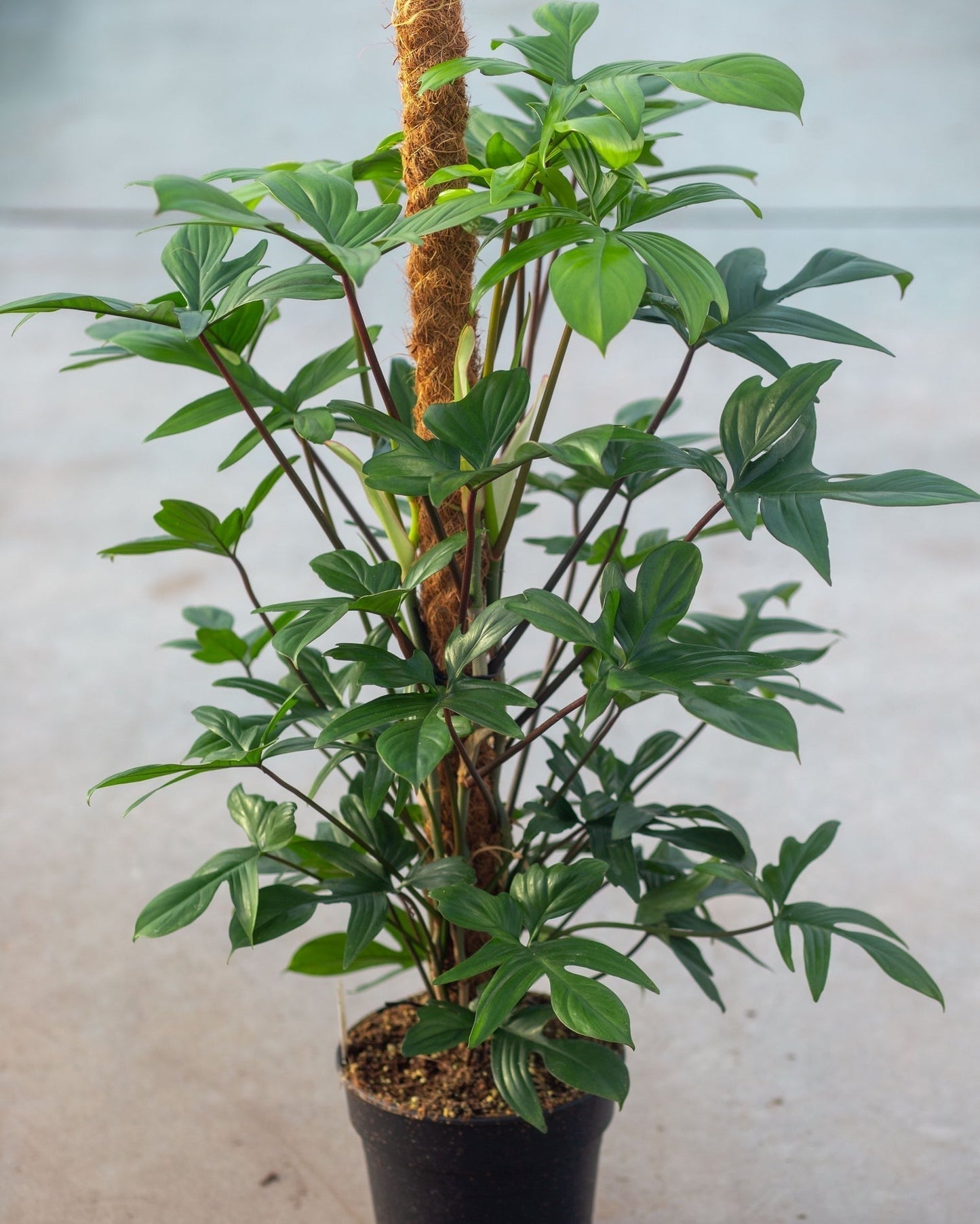 Philodendron Pedatum Live Plant with Pot