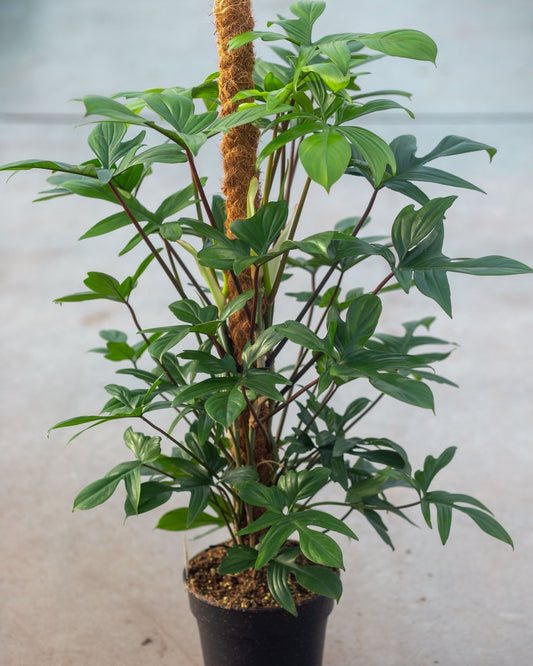 Philodendron Pedatum Live Plant with Pot