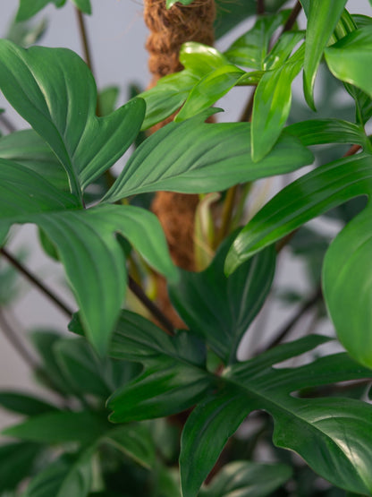 Philodendron Pedatum Live Plant with Pot
