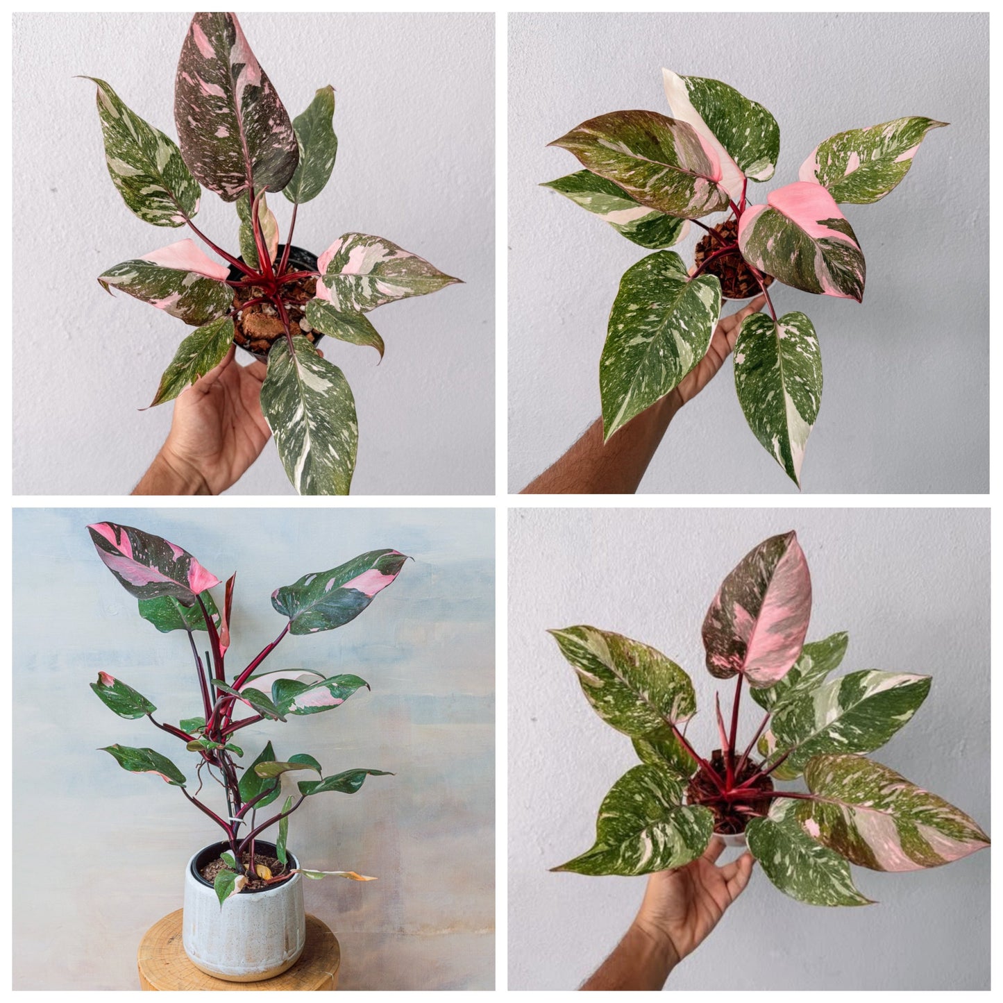 Philodendron Galaxy Marble Pink Princess Variegated
