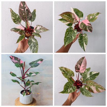 Philodendron Galaxy Marble Pink Princess Variegated