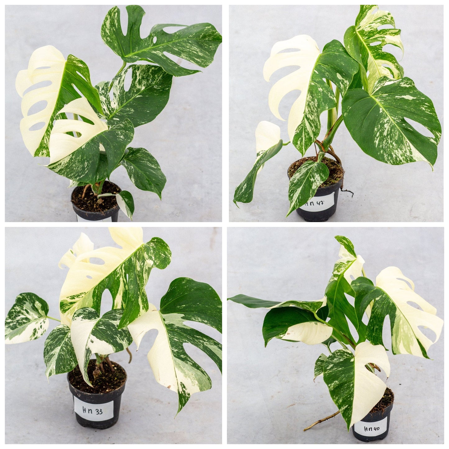 Monstera Half Moon Plant Part 2