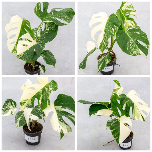 Monstera Half Moon Plant Part 2