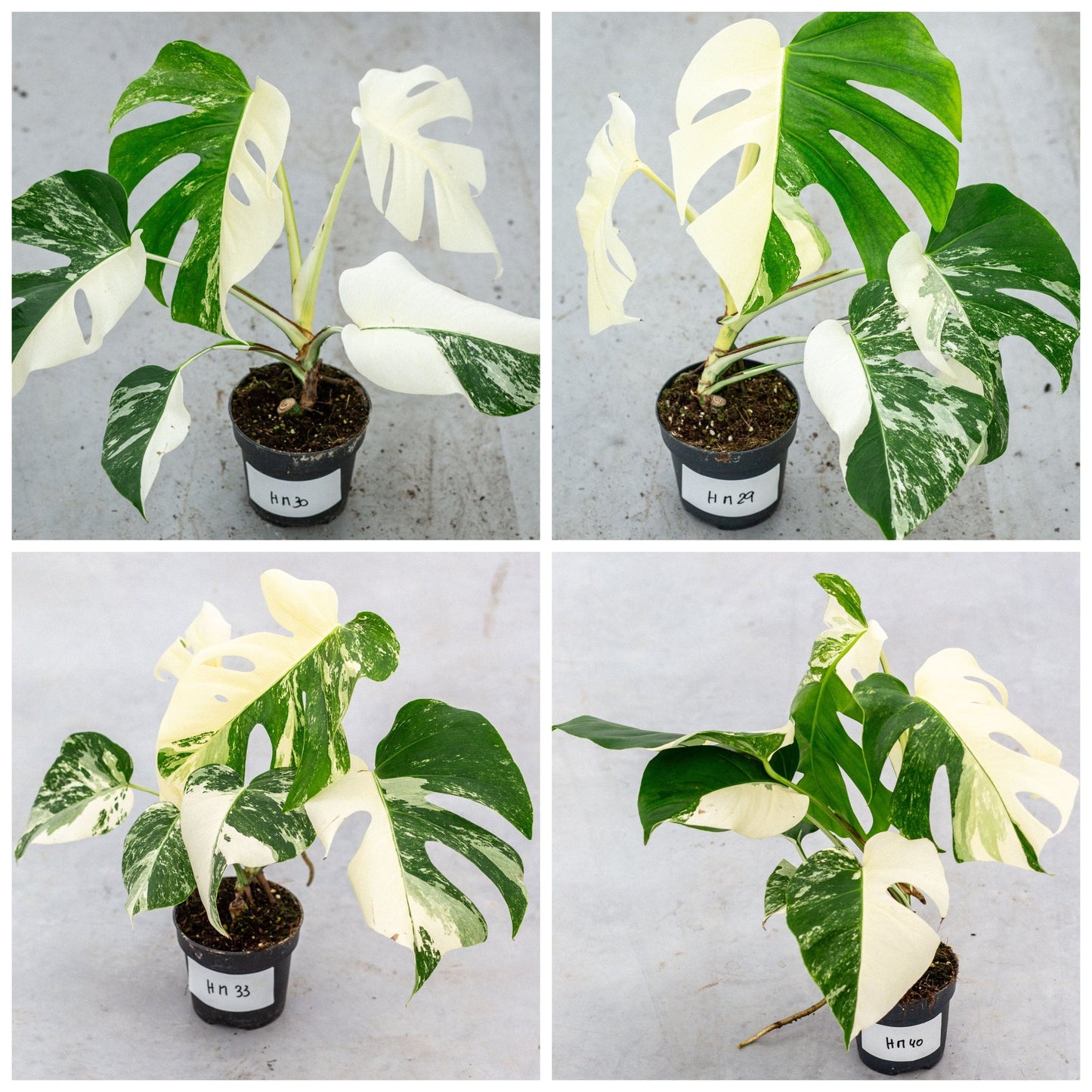 Monstera Half Moon Plant Part 2