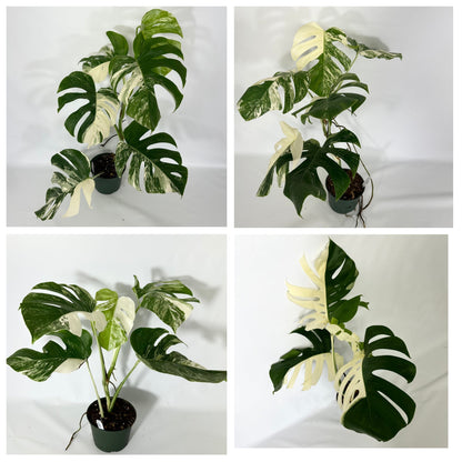 Monstera Variegated Albo Plant With POT
