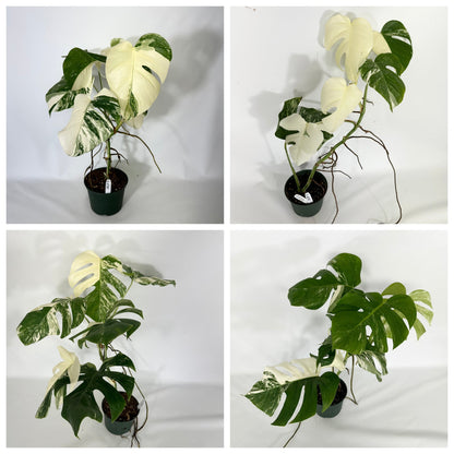 Monstera Variegated Albo Plant With POT