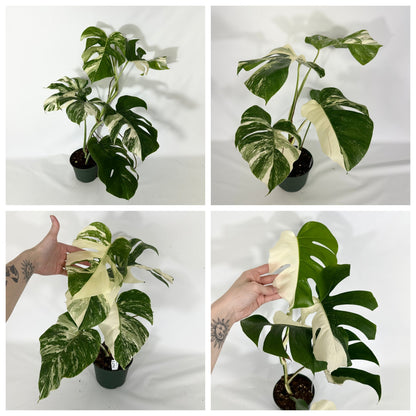 Monstera Variegated Albo Plant With POT