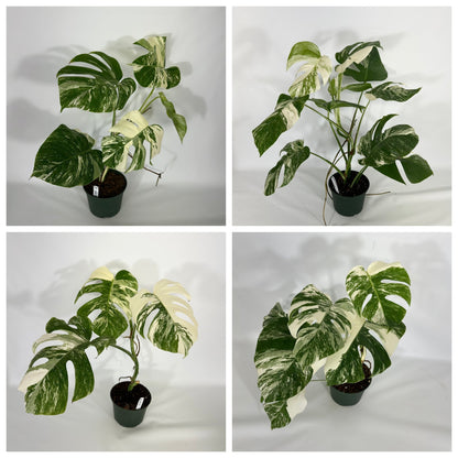 Monstera Variegated Albo Plant With POT