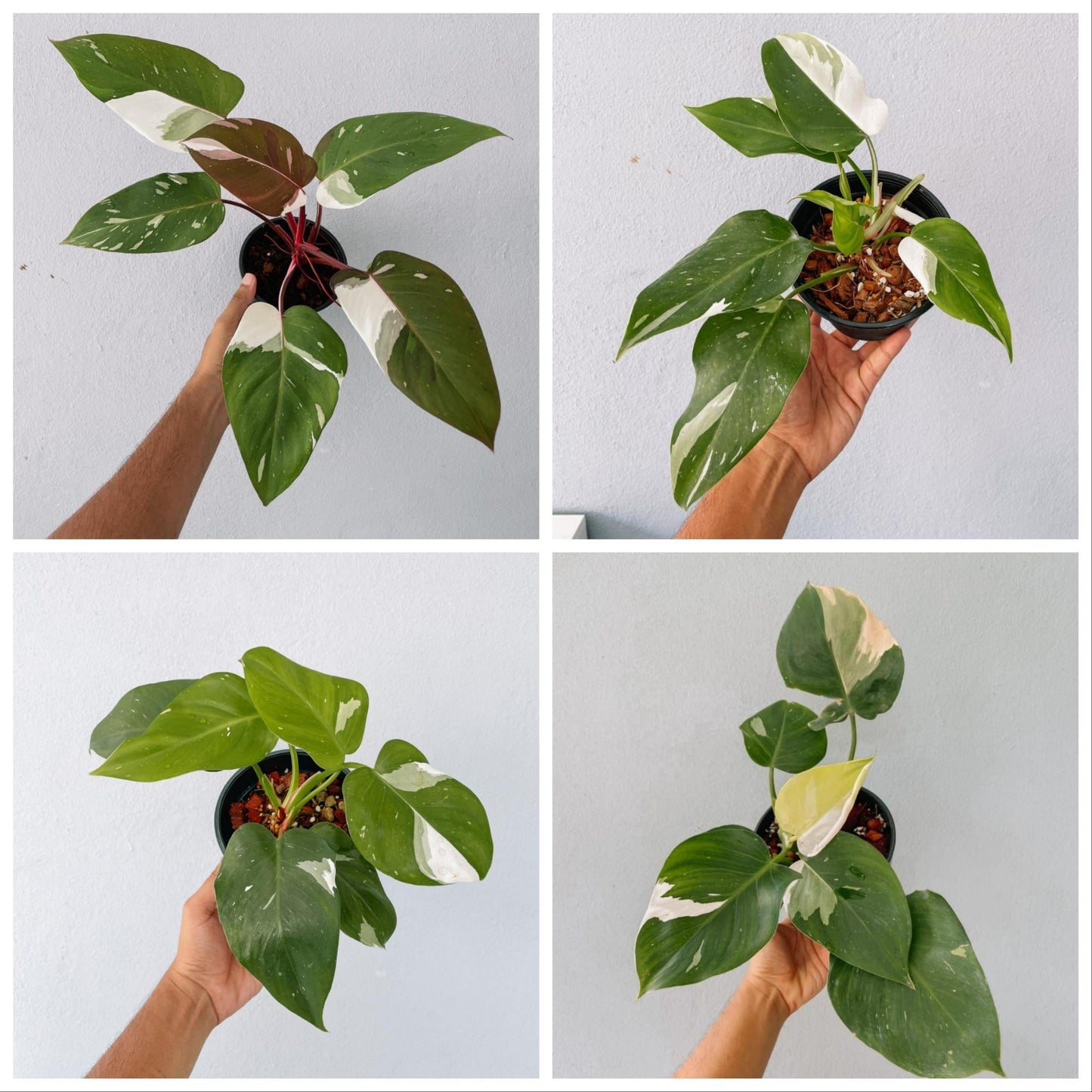 Philodendron White Princess Plant