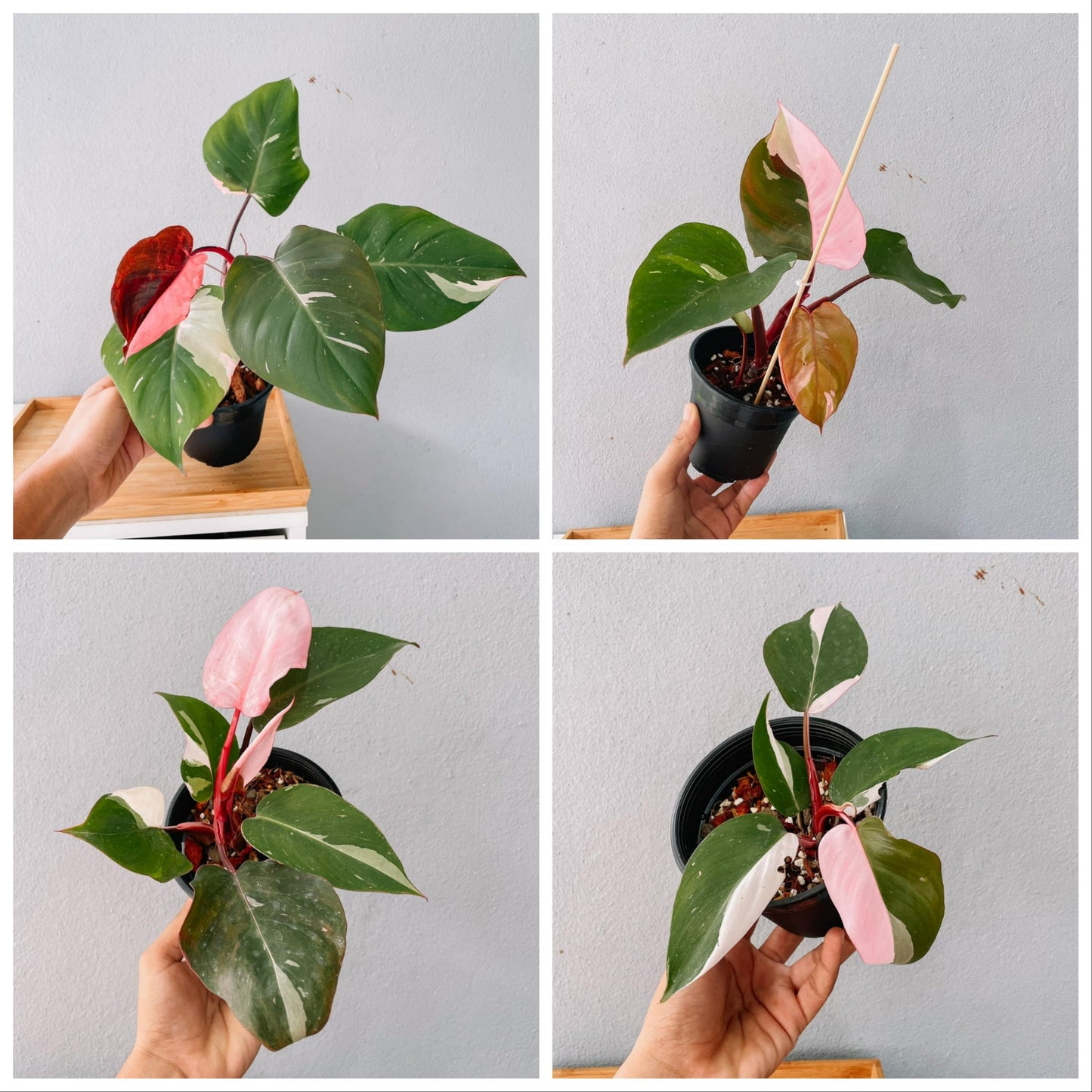 Pink Princess Philodendron Plant