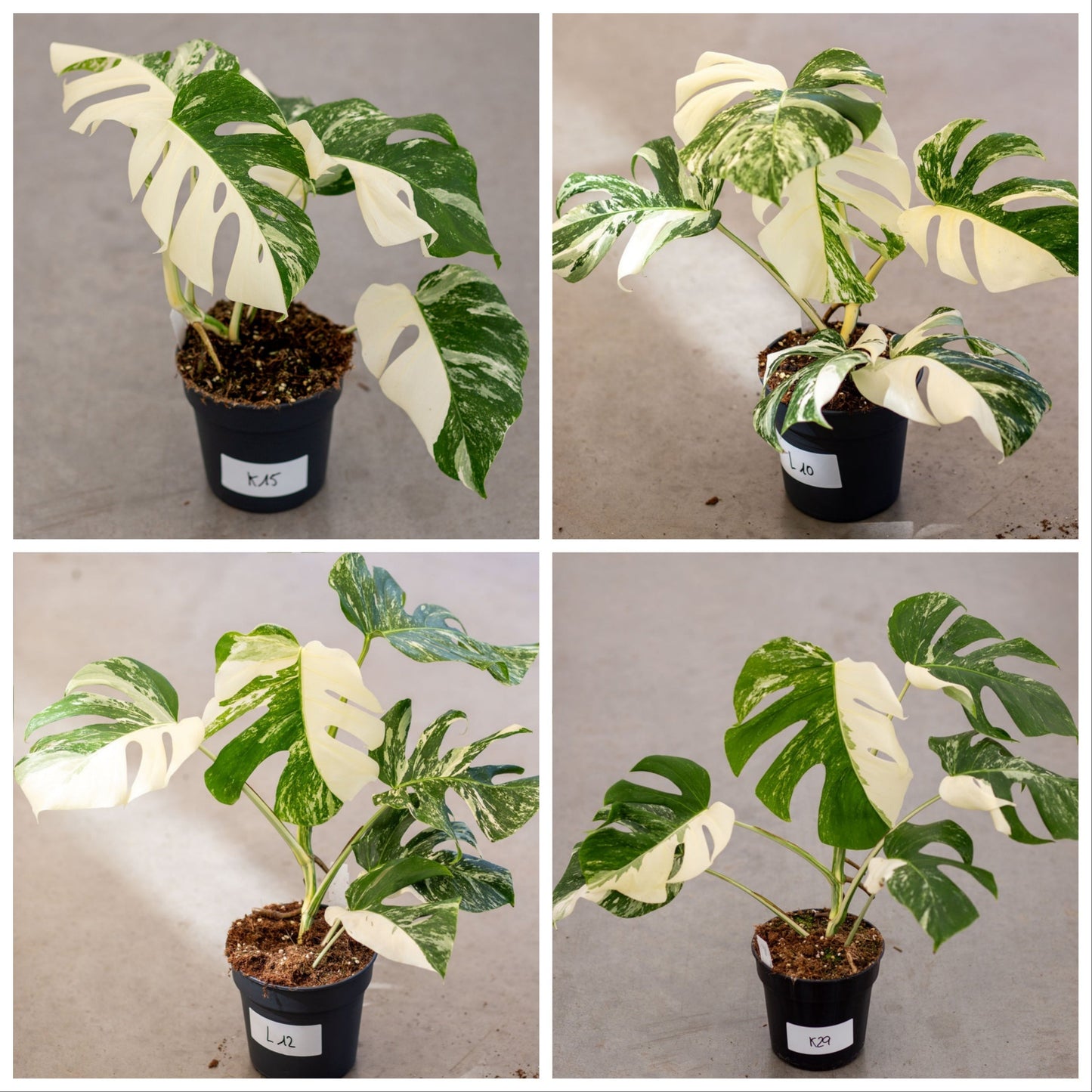 Monstera Albo Variegated Plant with Pot