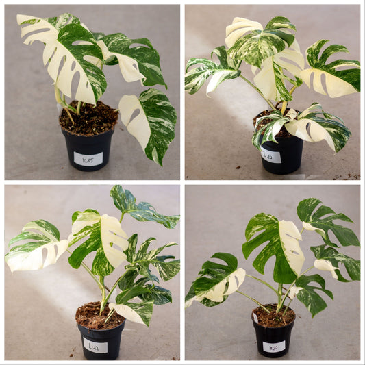 Monstera Albo Variegated Plant with Pot